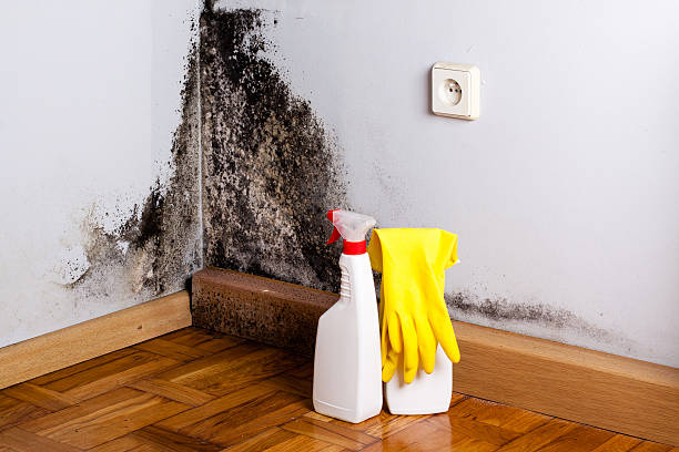 Best Attic Mold Removal  in Branson, MO