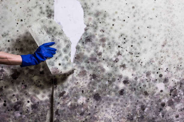 Best Professional Mold Removal  in Branson, MO